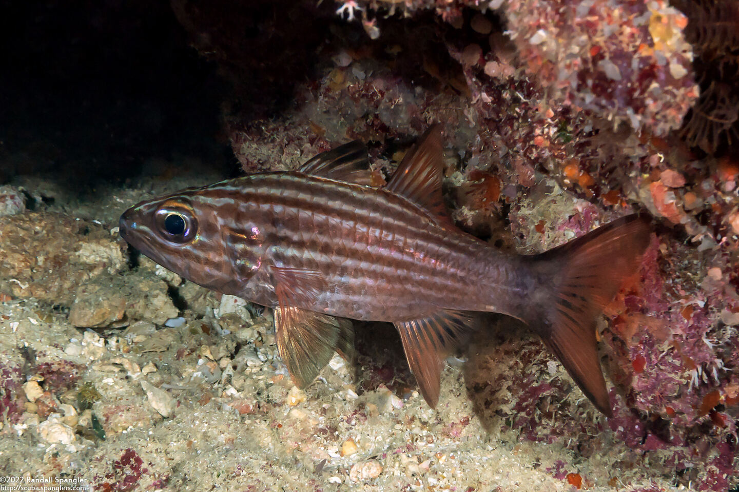 Cheilodipterus macrodon (Tiger Cardinalfish)