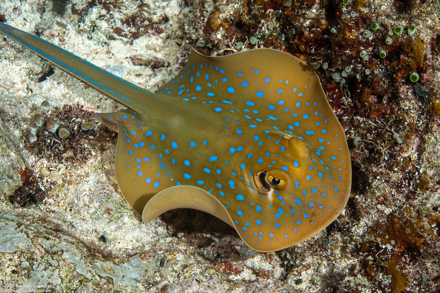 Taeniura lymma (Blue-Spotted Ribbontail Ray)