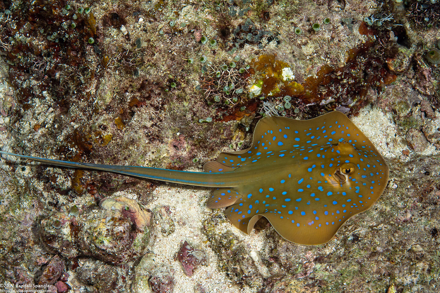 Taeniura lymma (Blue-Spotted Ribbontail Ray)