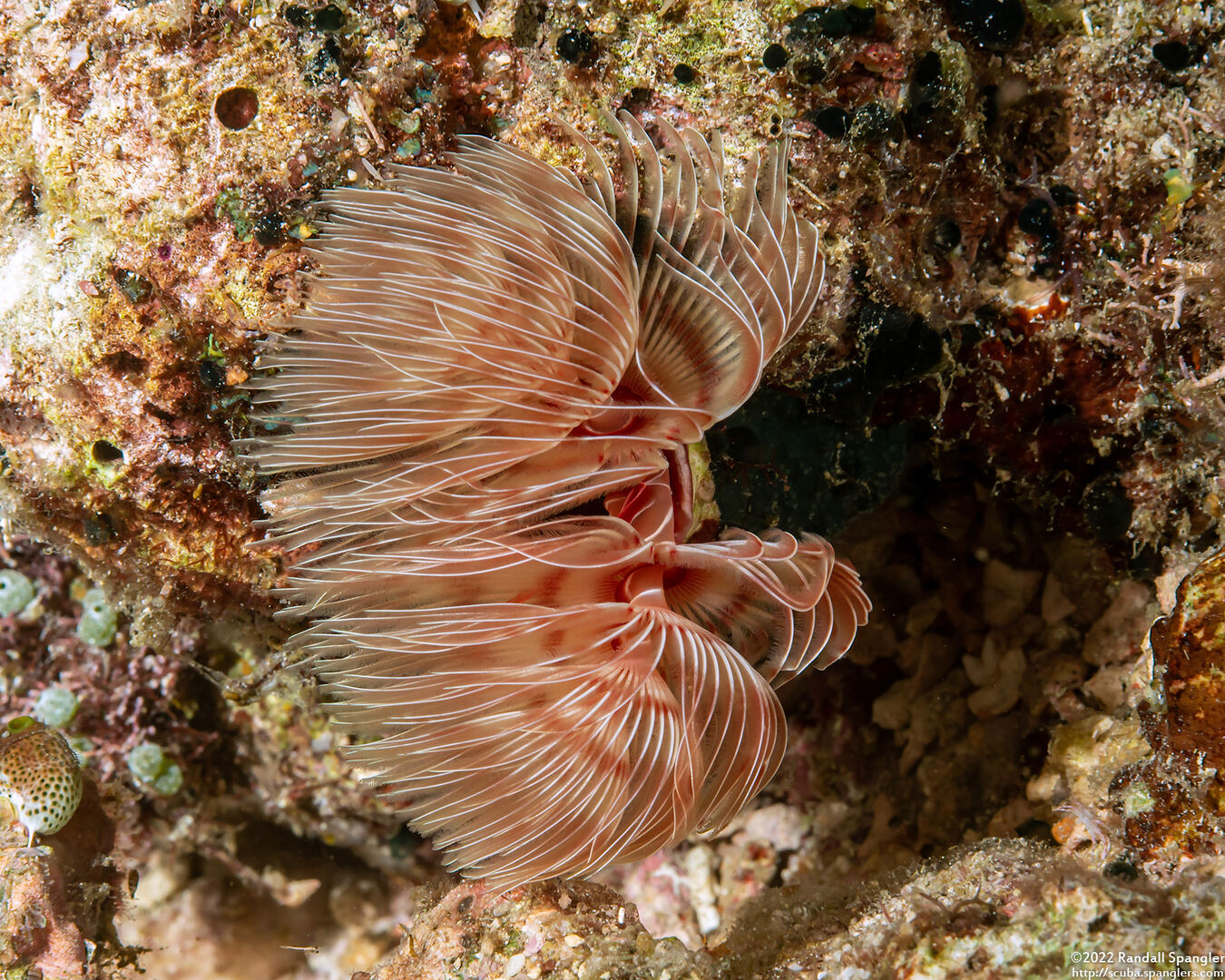 Protula bispiralis (Red Fan Worm)