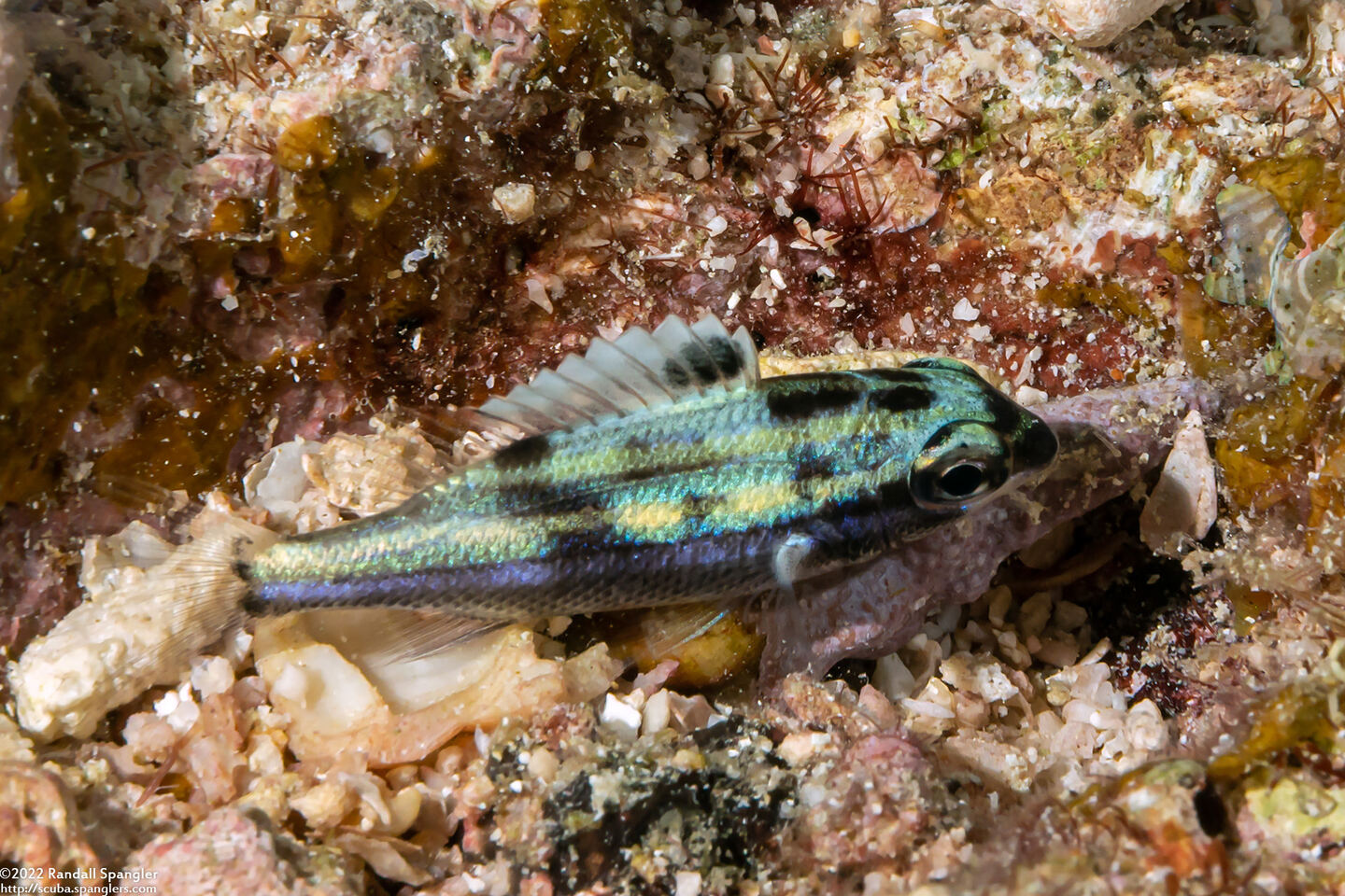 Scolopsis bilineata (Bridled Monocle Bream)