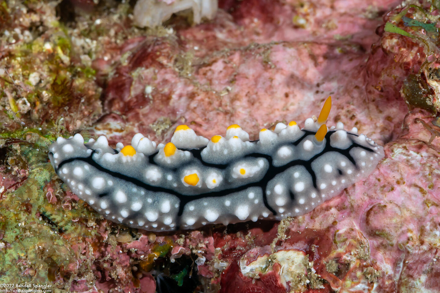 Phyllidia elegans (Elegant Phyllidia)