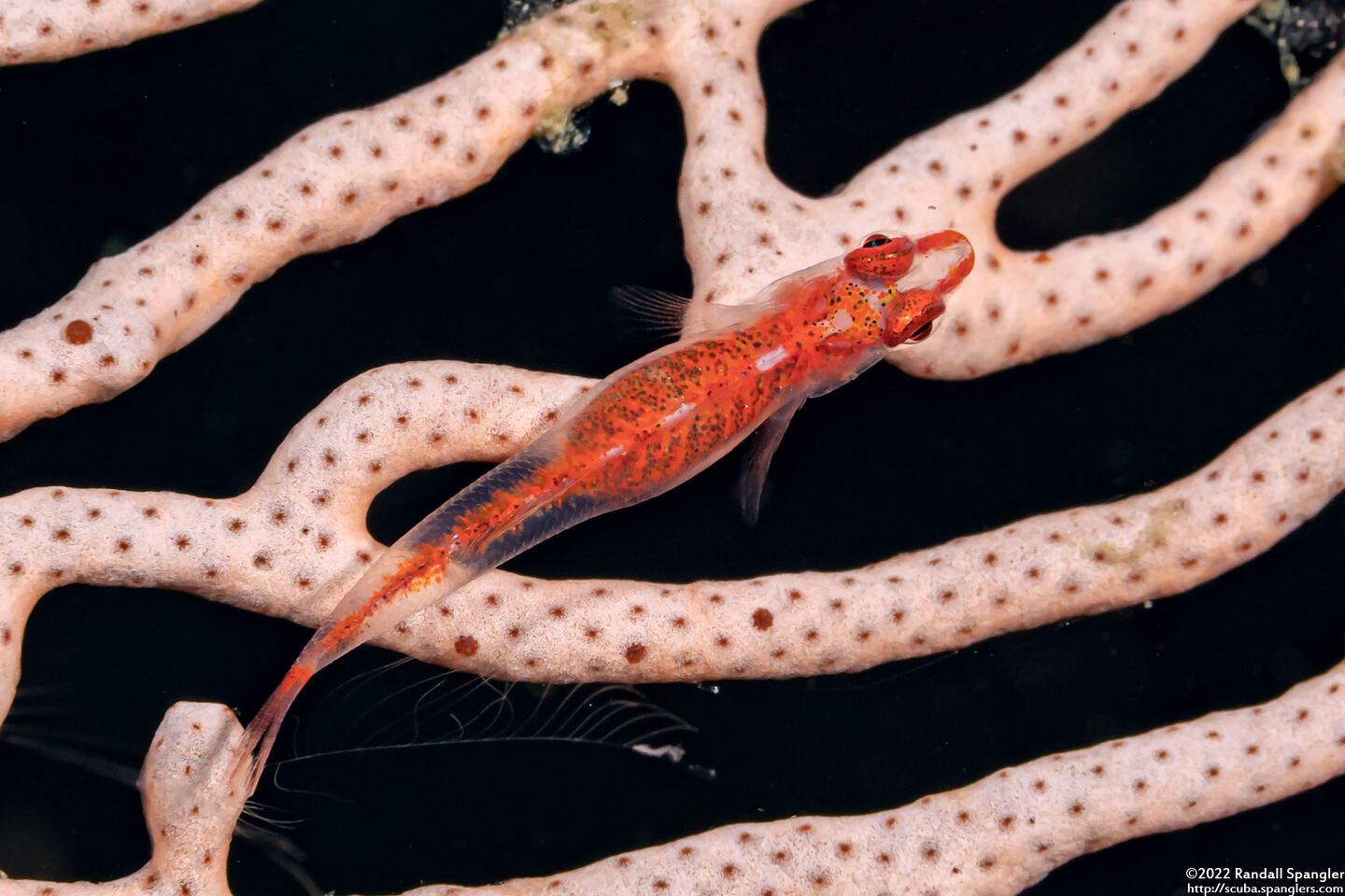 Pleurosicya mossambica (Common Ghostgoby)