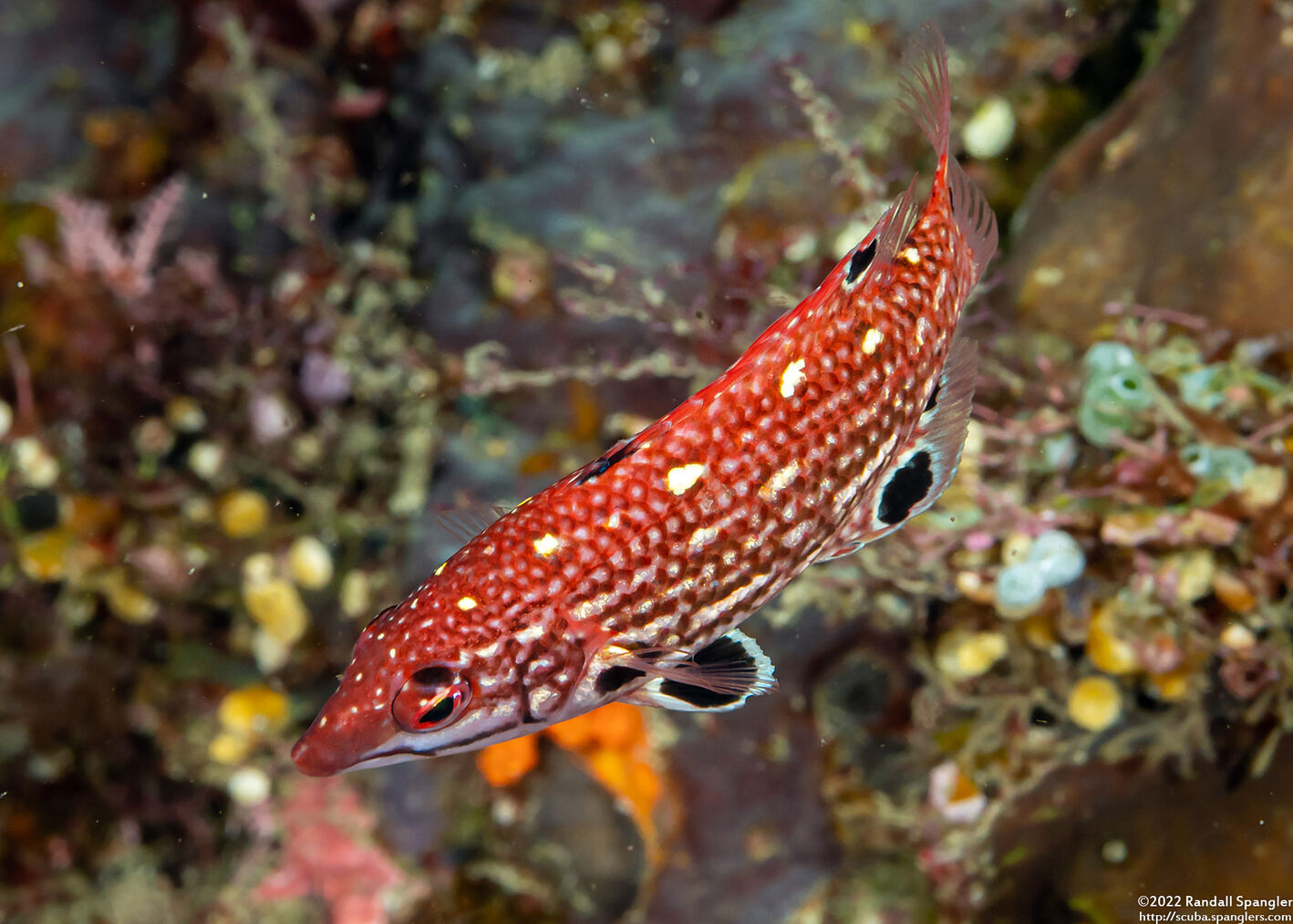 Bodianus dictynna (Redfin Hogfish)