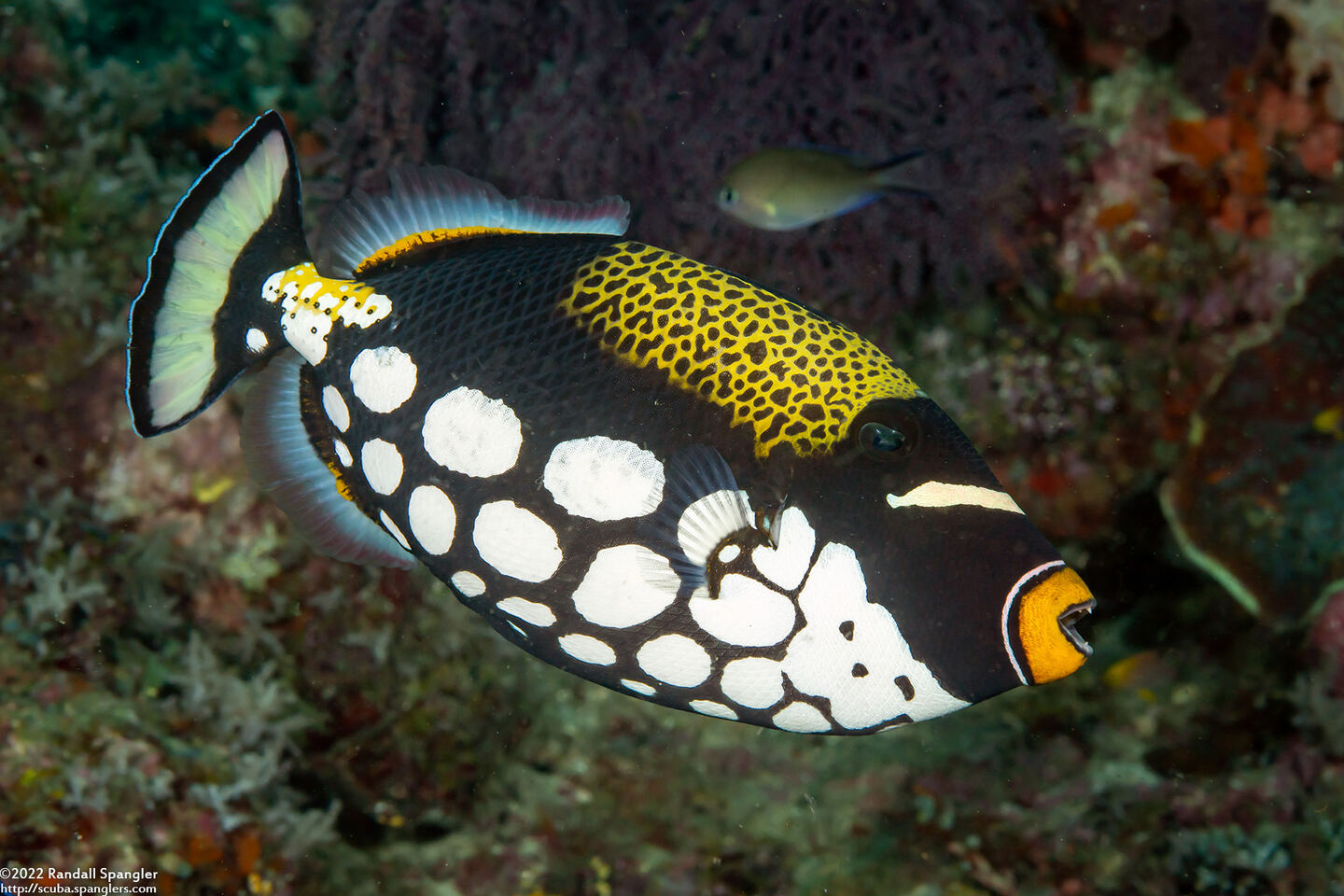 Balistoides conspicillum (Clown Triggerfish)