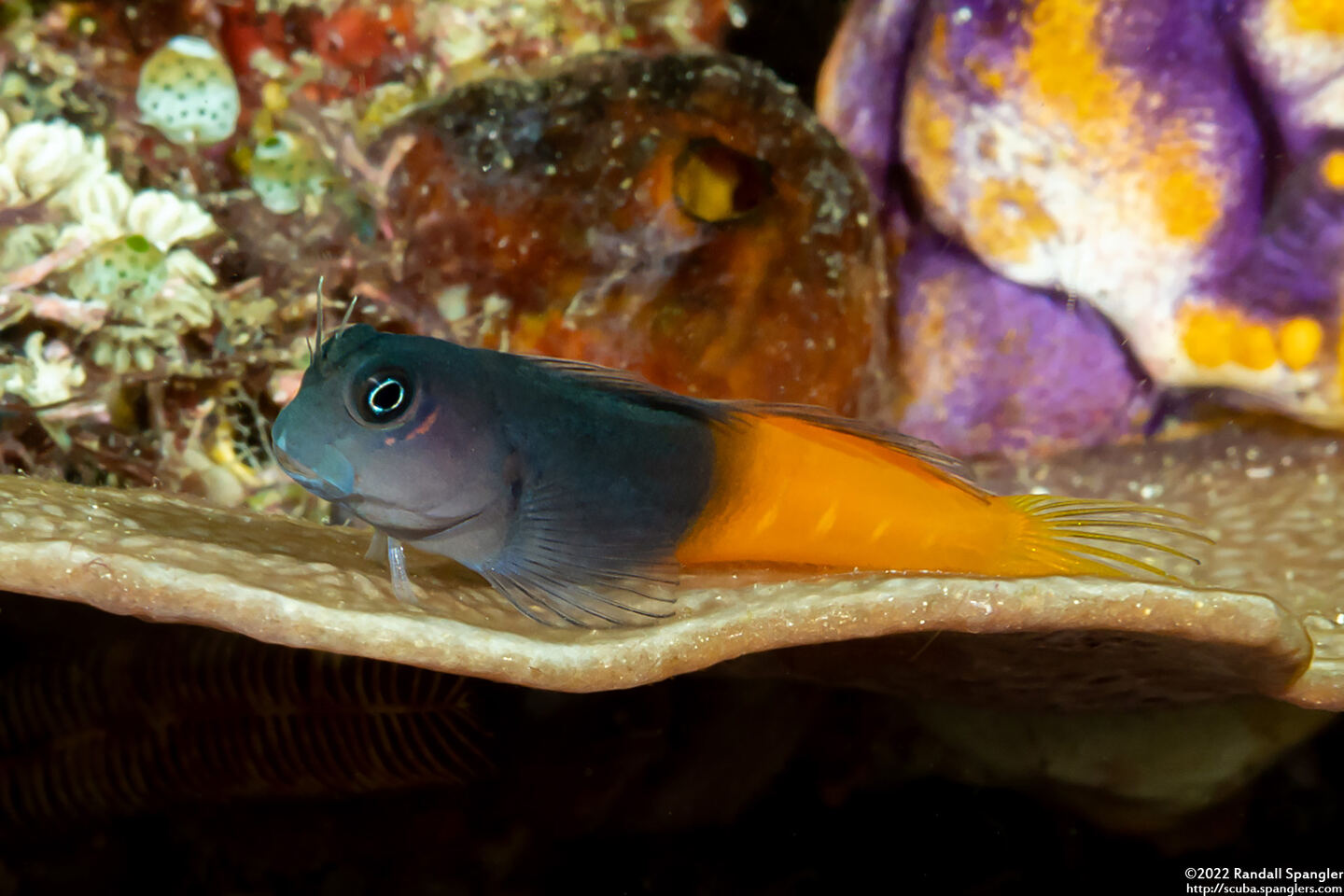 Ecsenius bicolor (Bicolor Coralblenny)