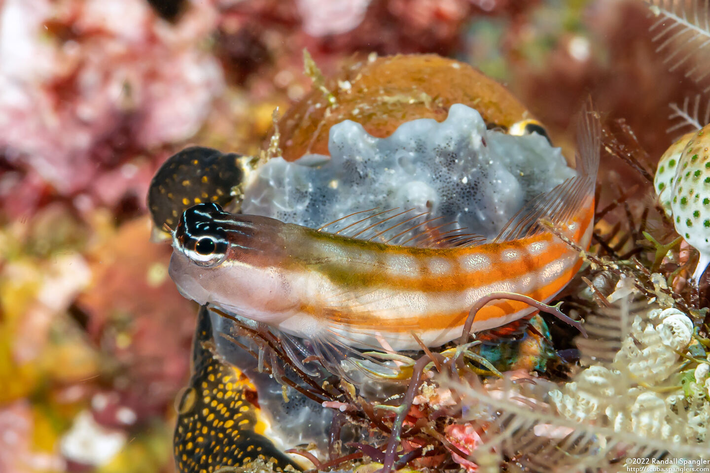 Ecsenius bathi (Bath's Coralblenny)