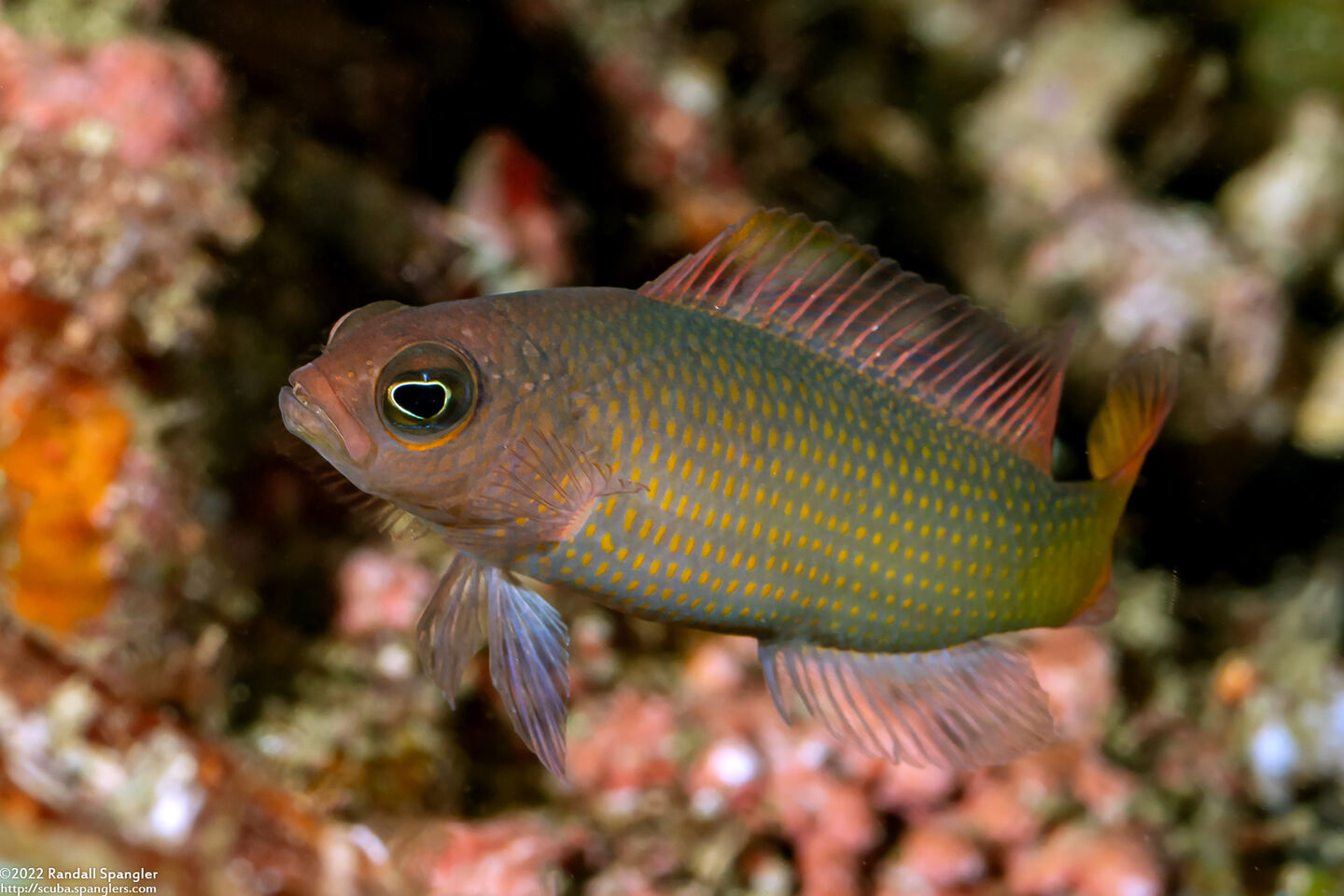 Pseudochromis marshallensis (Orange-Spotted Dottyback)