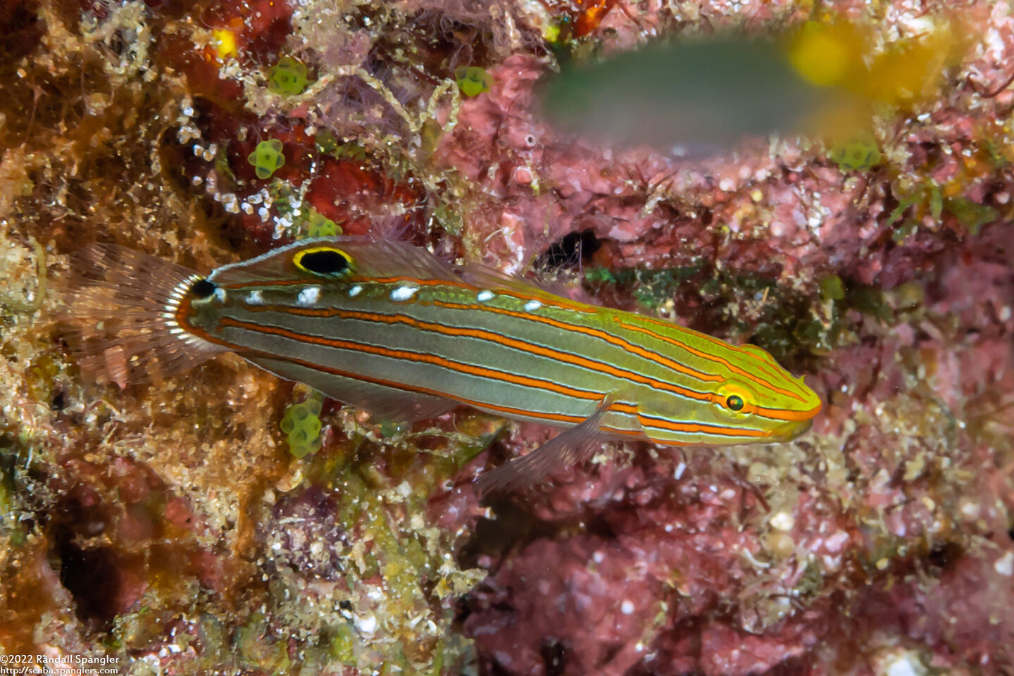 Koumansetta rainfordi (Old Glory)