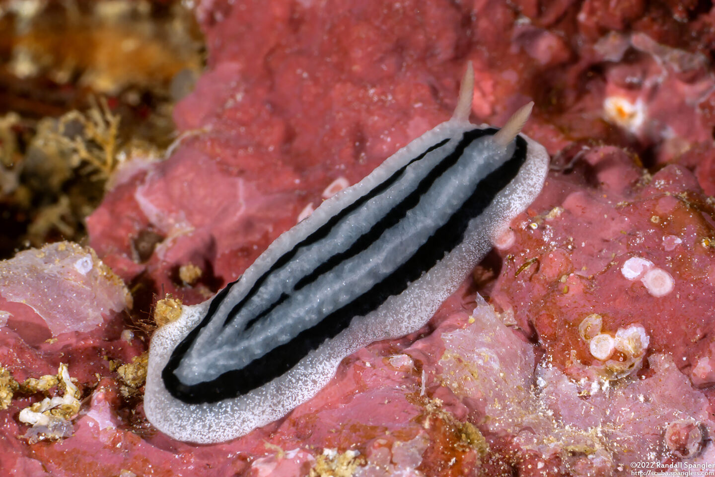 Phyllidiella striata (Striped Phyllidiella)