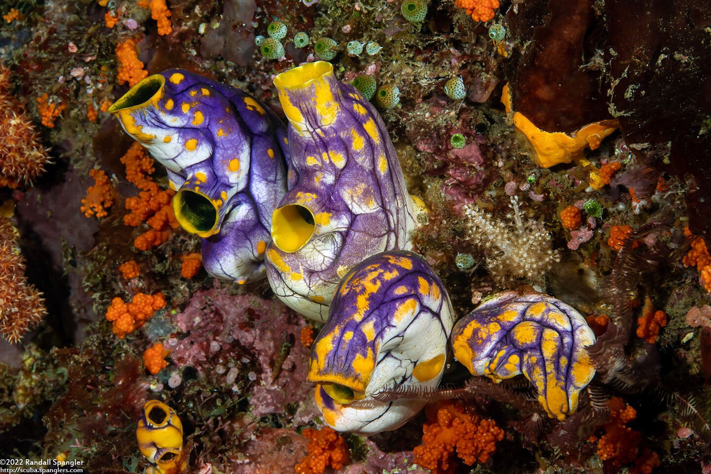 Polycarpa aurata (Ink-Spot Sea Squirt)