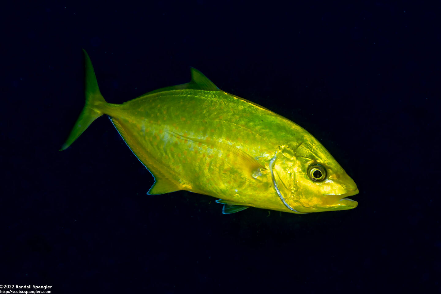 Carangoides bajad (Orange-Spotted Trevally)