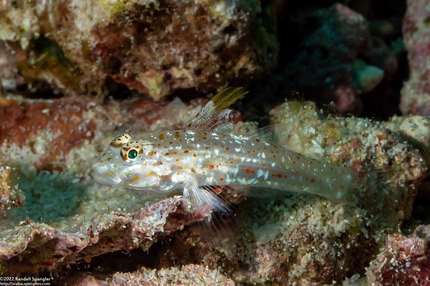 Fusigobius melacron (Blacktip Sandgoby)