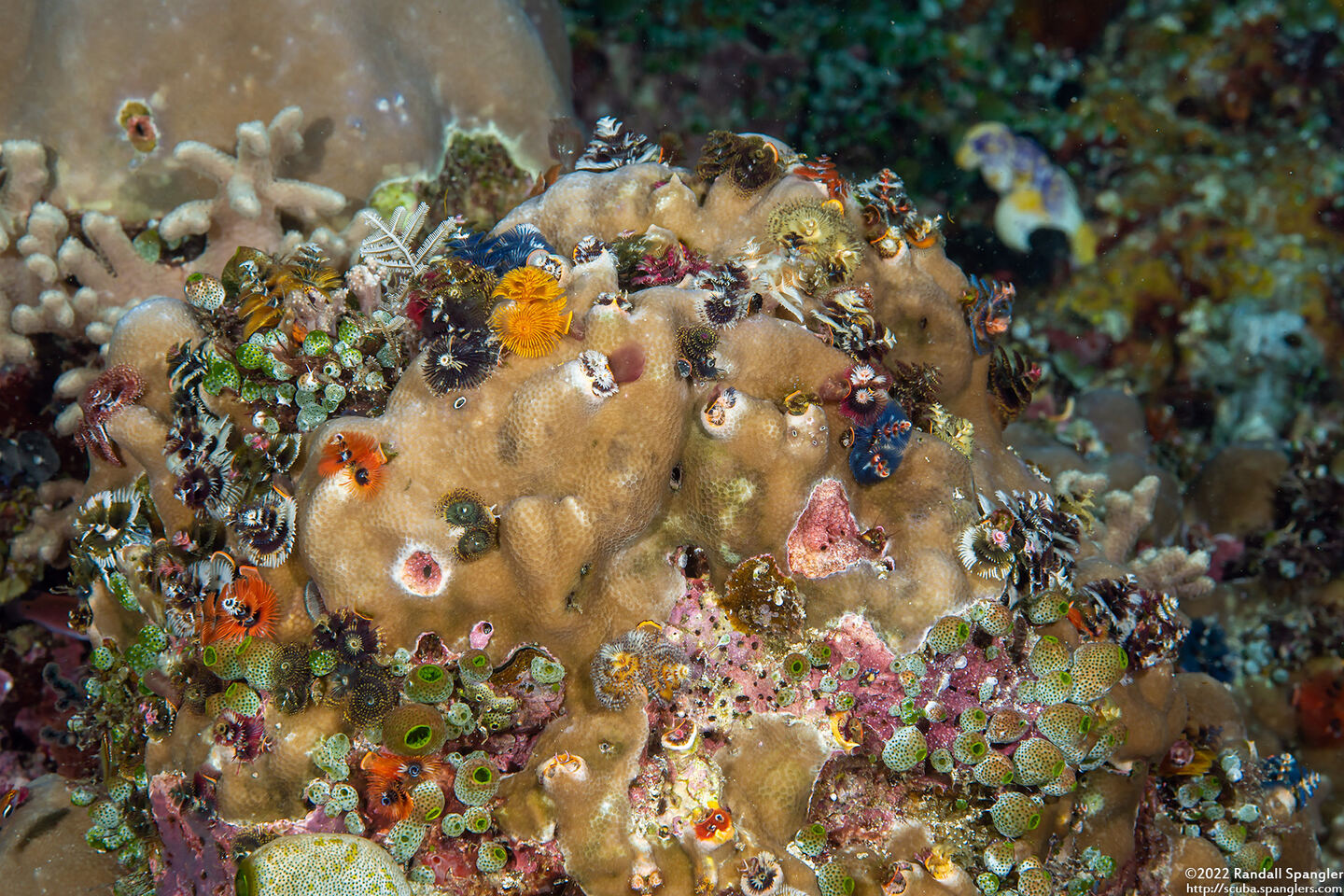 Spirobranchus sp.1 (Christmas Tree Worm)