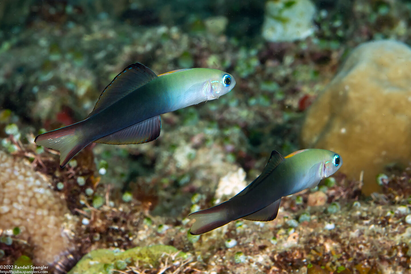 Ptereleotris evides (Twotone Dartfish)