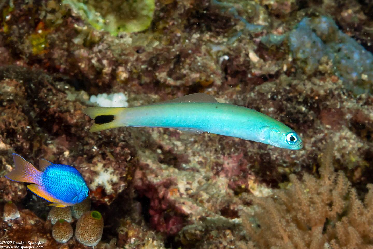 Ptereleotris heteroptera (Spottail Dartfish)