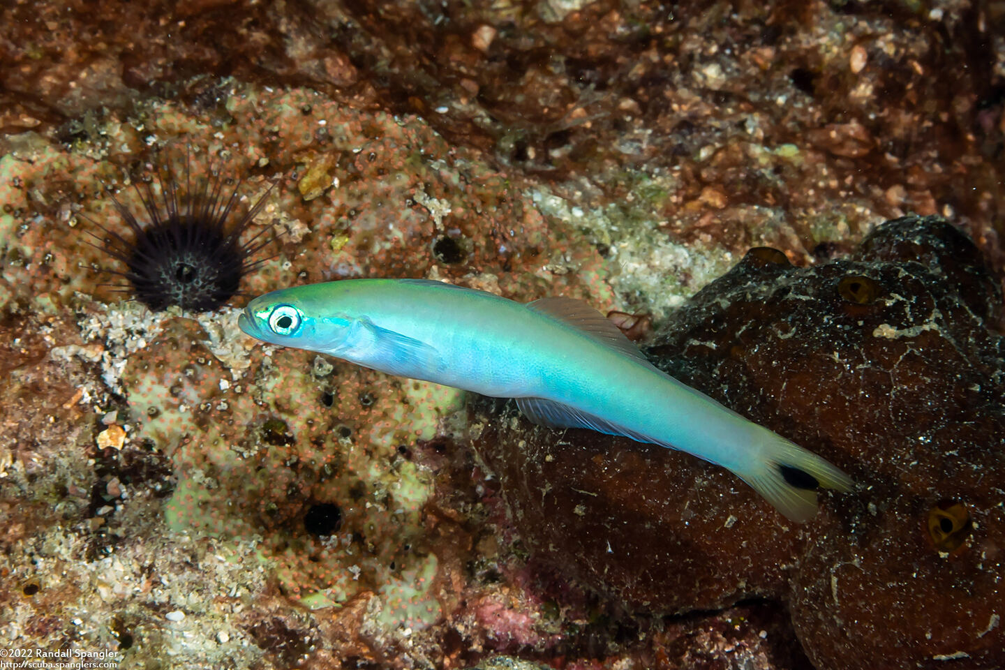 Ptereleotris heteroptera (Spottail Dartfish)