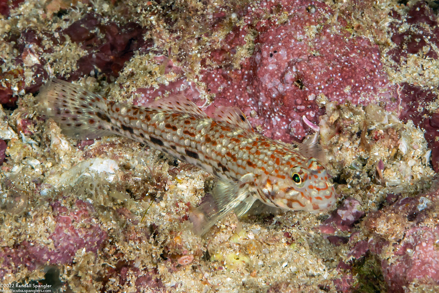 Istigobius ornatus (Ornate Sandgoby)