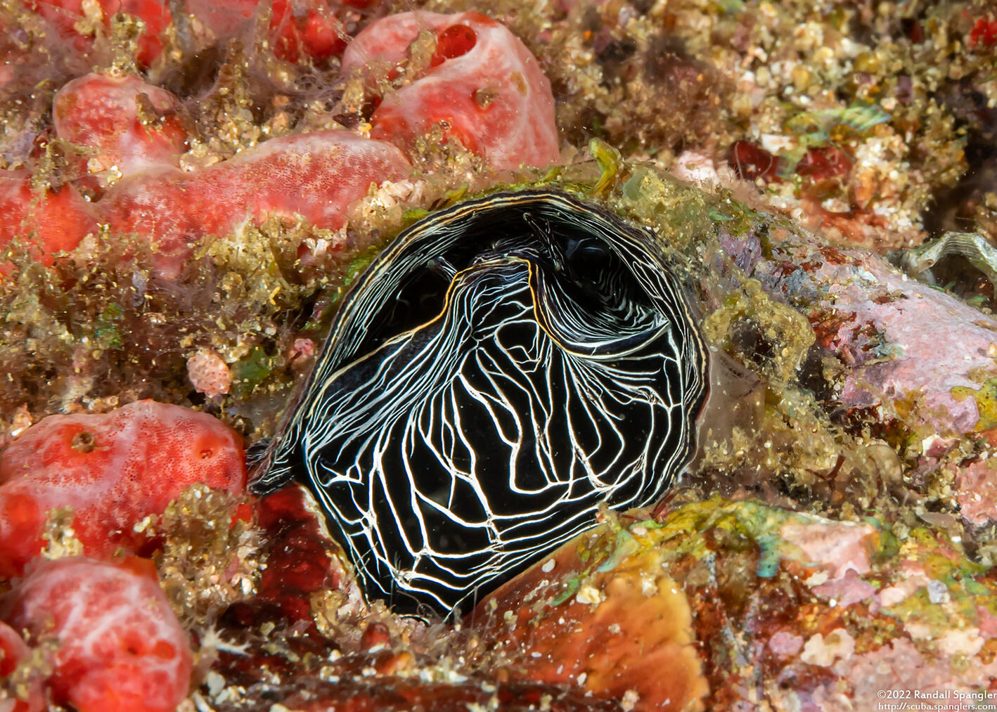 Thylacodes grandis (Grand Coral Worm Snail)