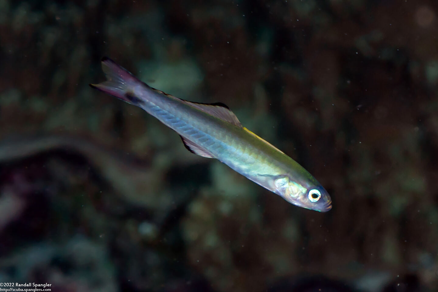 Ptereleotris evides (Twotone Dartfish)