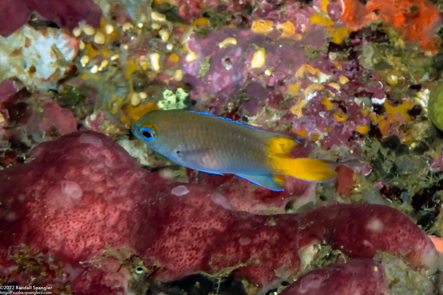 Pomacentrus philippinus (Philippine Damsel)