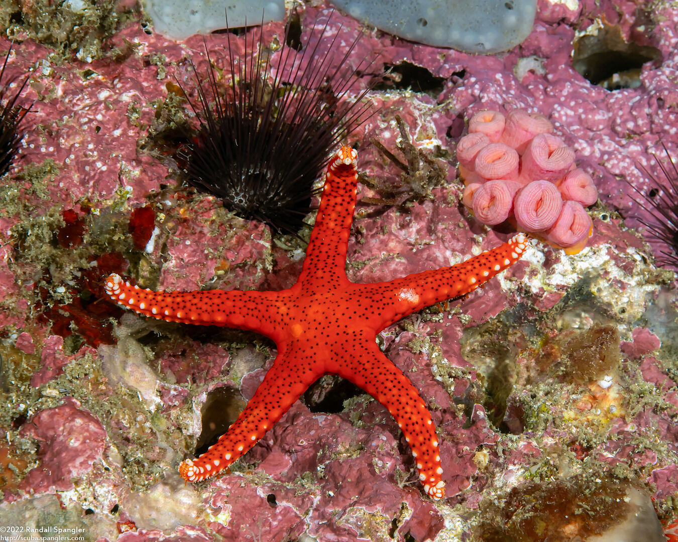 Fromia hemiopla (Armored Sea Star)