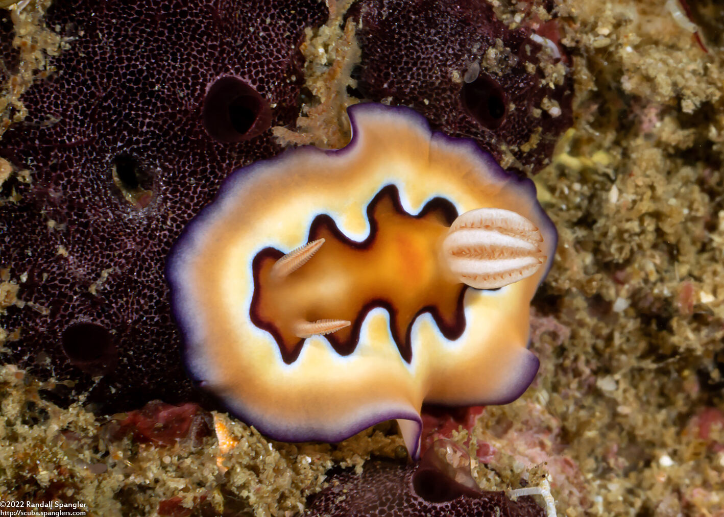 Goniobranchus coi (Co's Chromodoris)