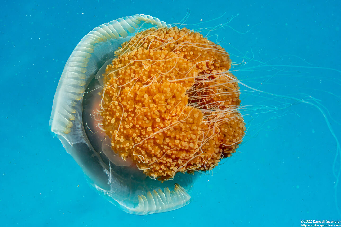 Crambione mastigophora (Rhizostome Jellyfish)