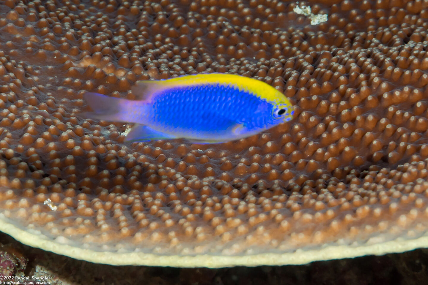 Chrysiptera bleekeri (Bleeker's Damsel)