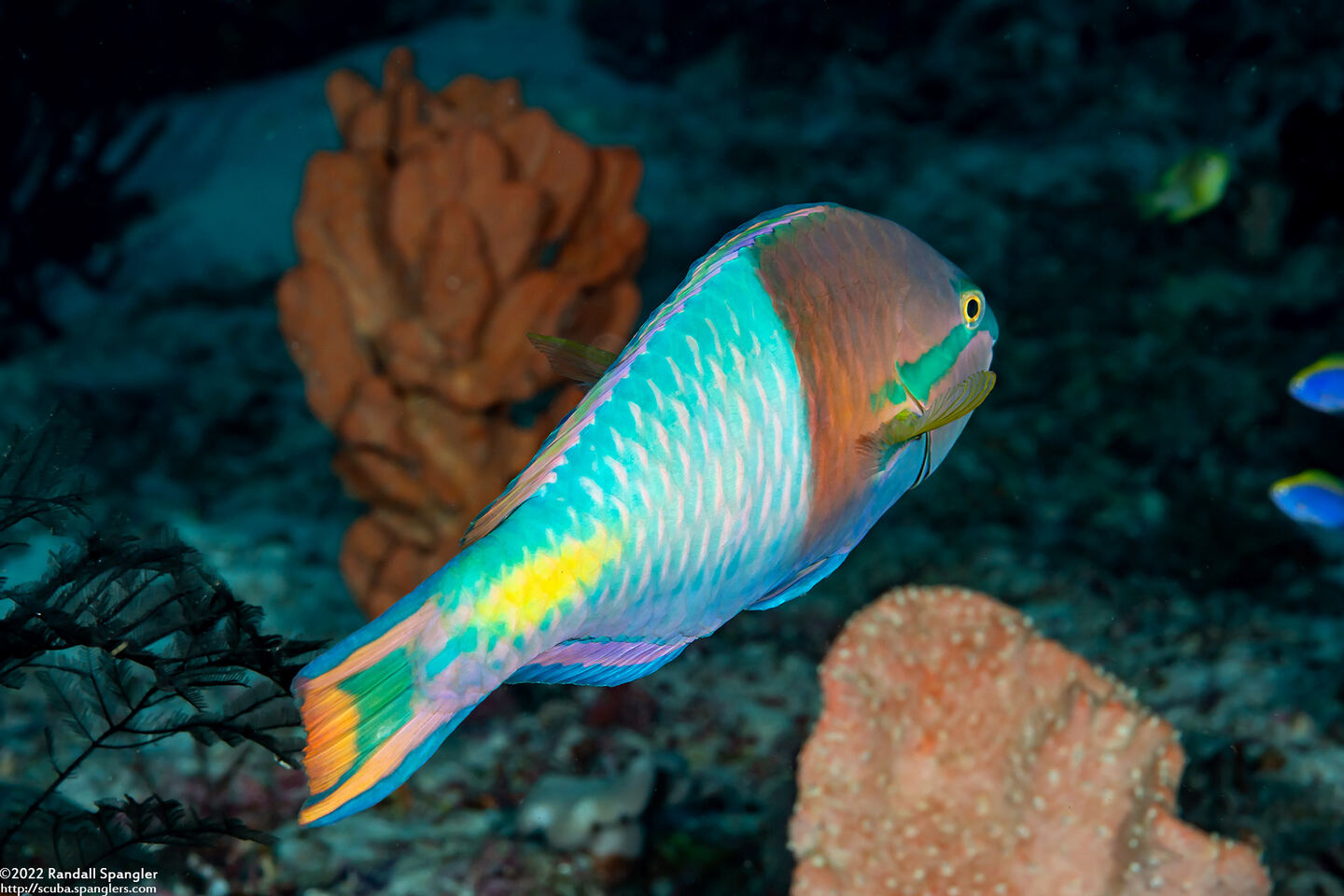 Scarus flavipectoralis (Yellowfin Parrotfish)