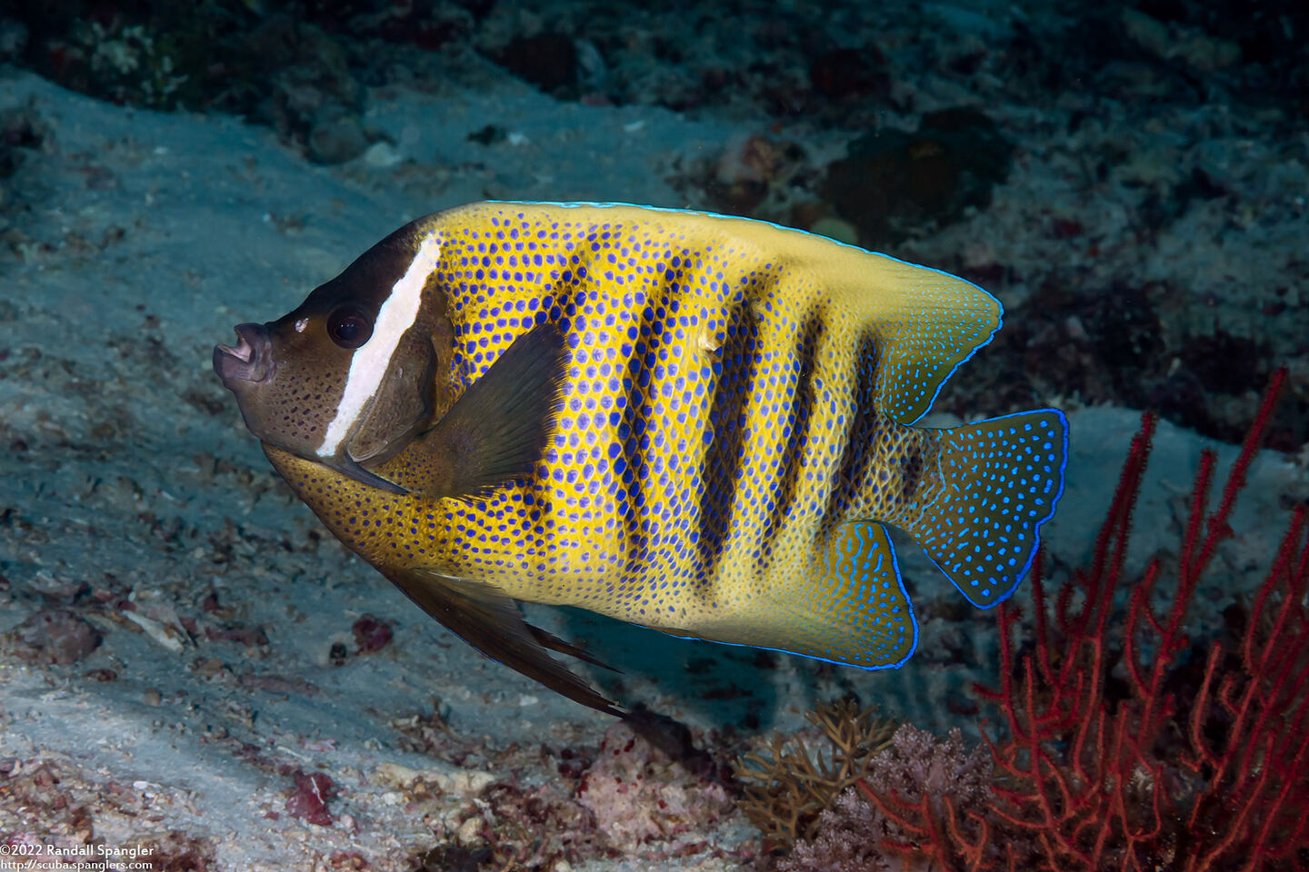 Pomacanthus sexstriatus (Six-Banded Angelfish)