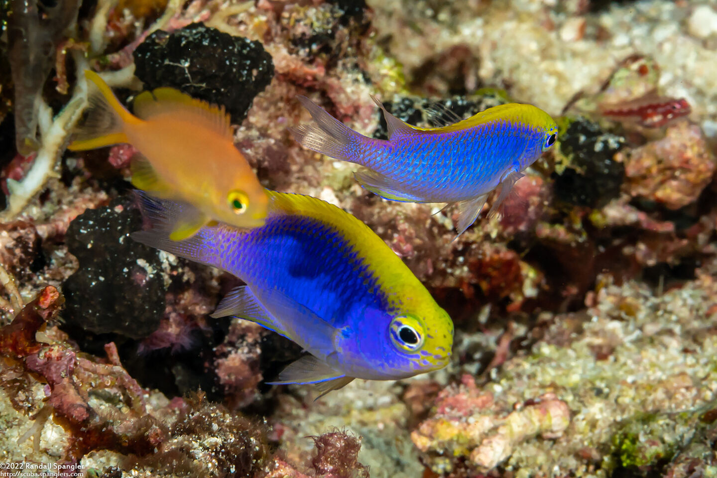 Chrysiptera bleekeri (Bleeker's Damsel)