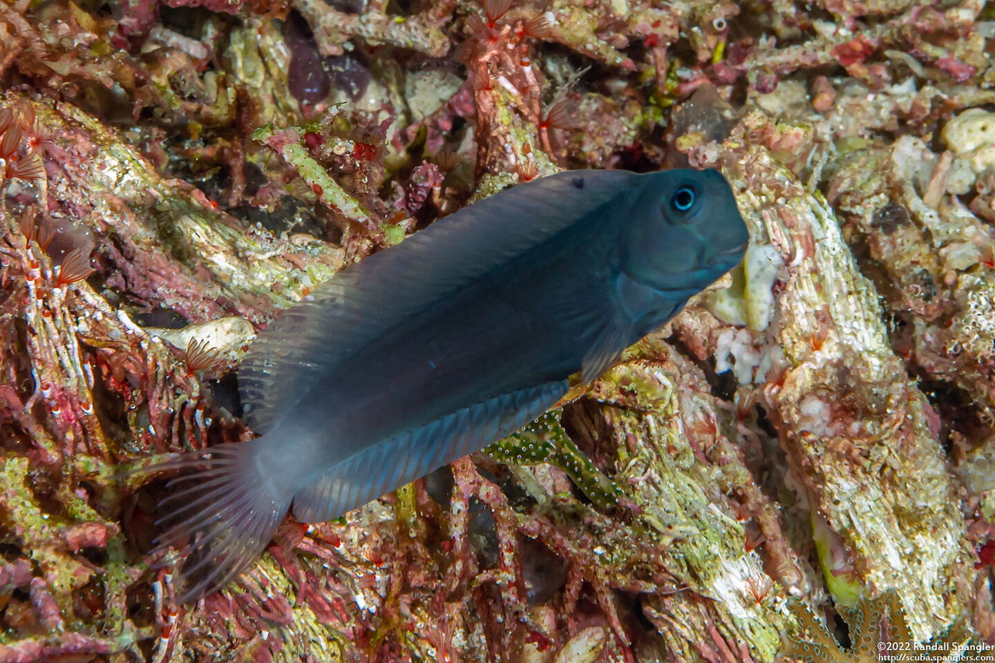 Ecsenius namiyei (Black Coralblenny)