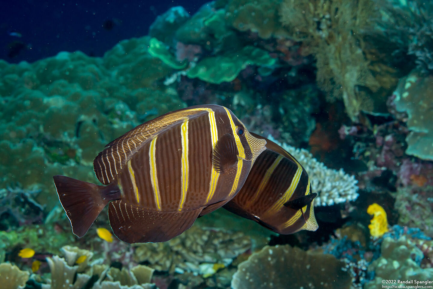 Zebrasoma veliferum (Pacific Sailfin Tang)