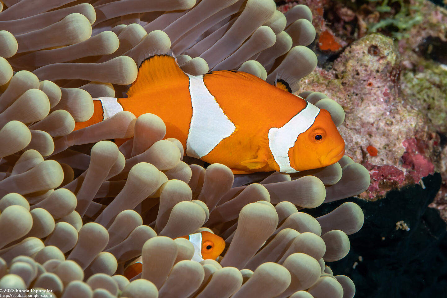 Amphiprion percula (Clown Anemonefish)
