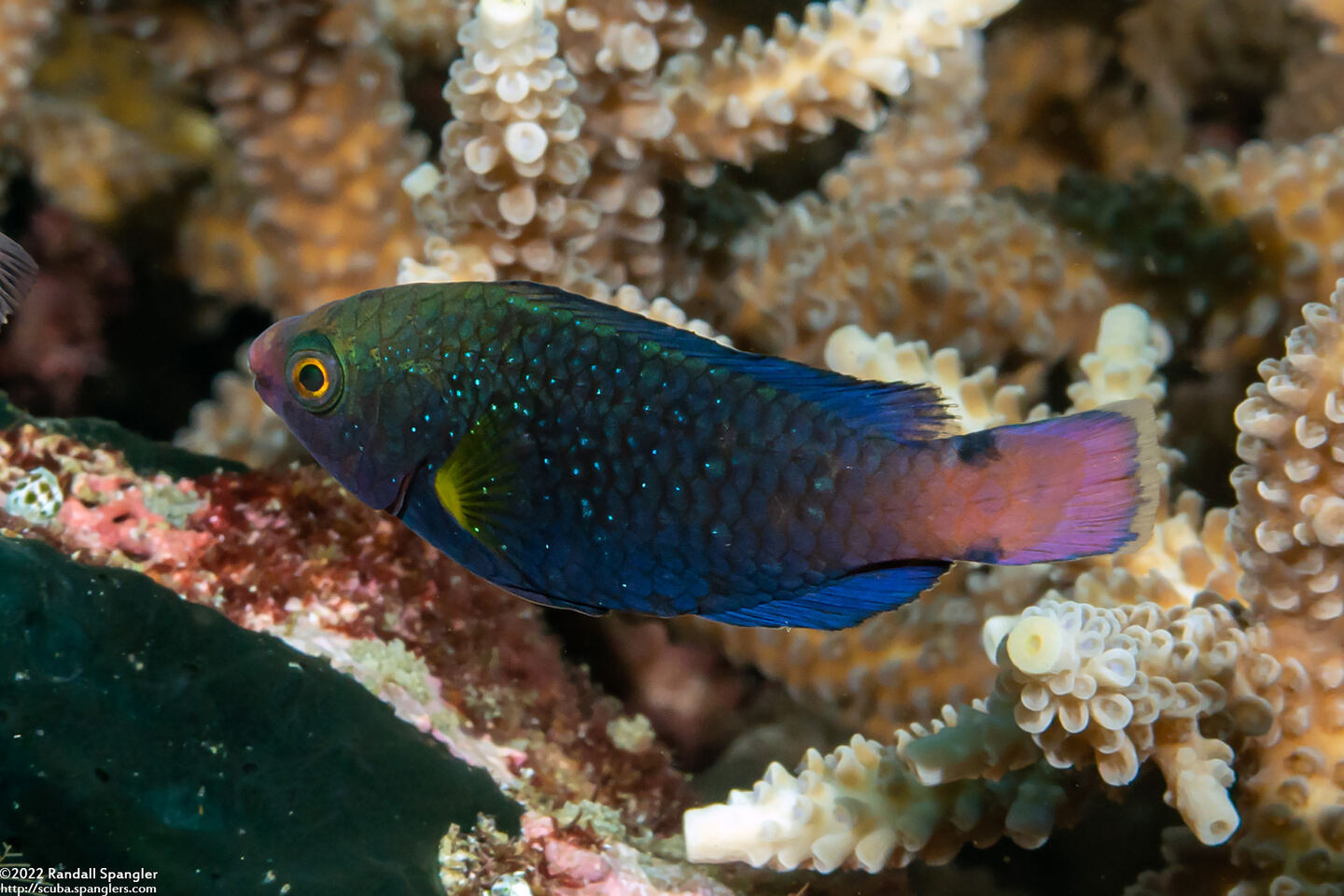 Scarus niger (Dusky Parrotfish)