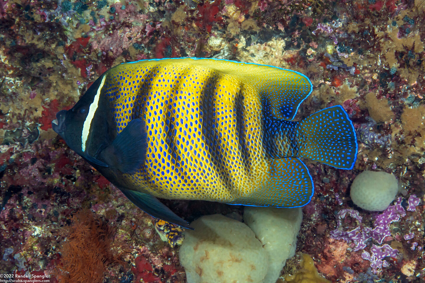 Pomacanthus sexstriatus (Six-Banded Angelfish)