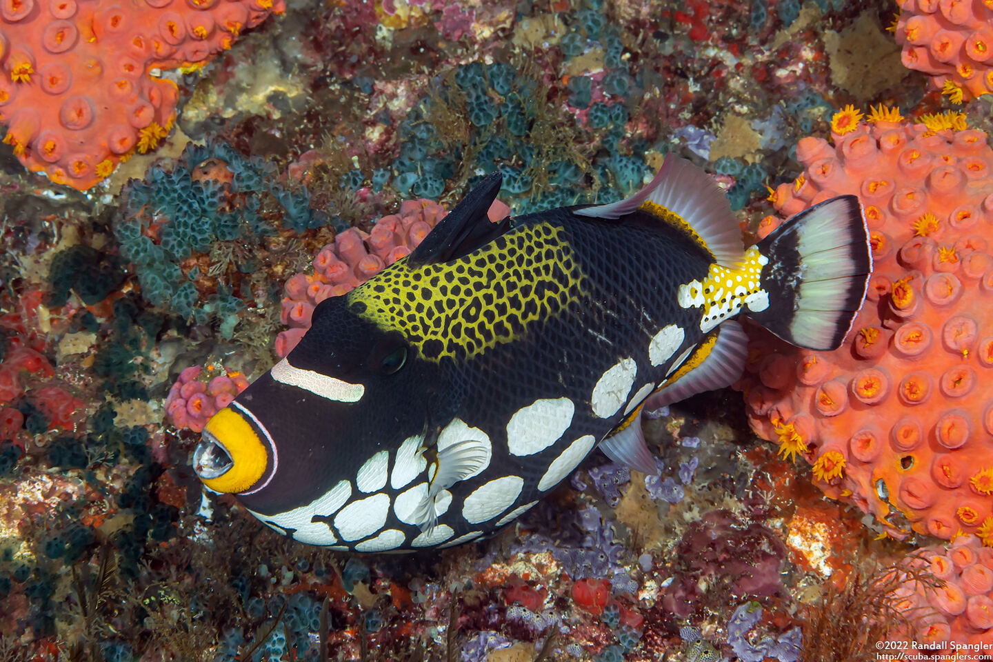 Balistoides conspicillum (Clown Triggerfish)