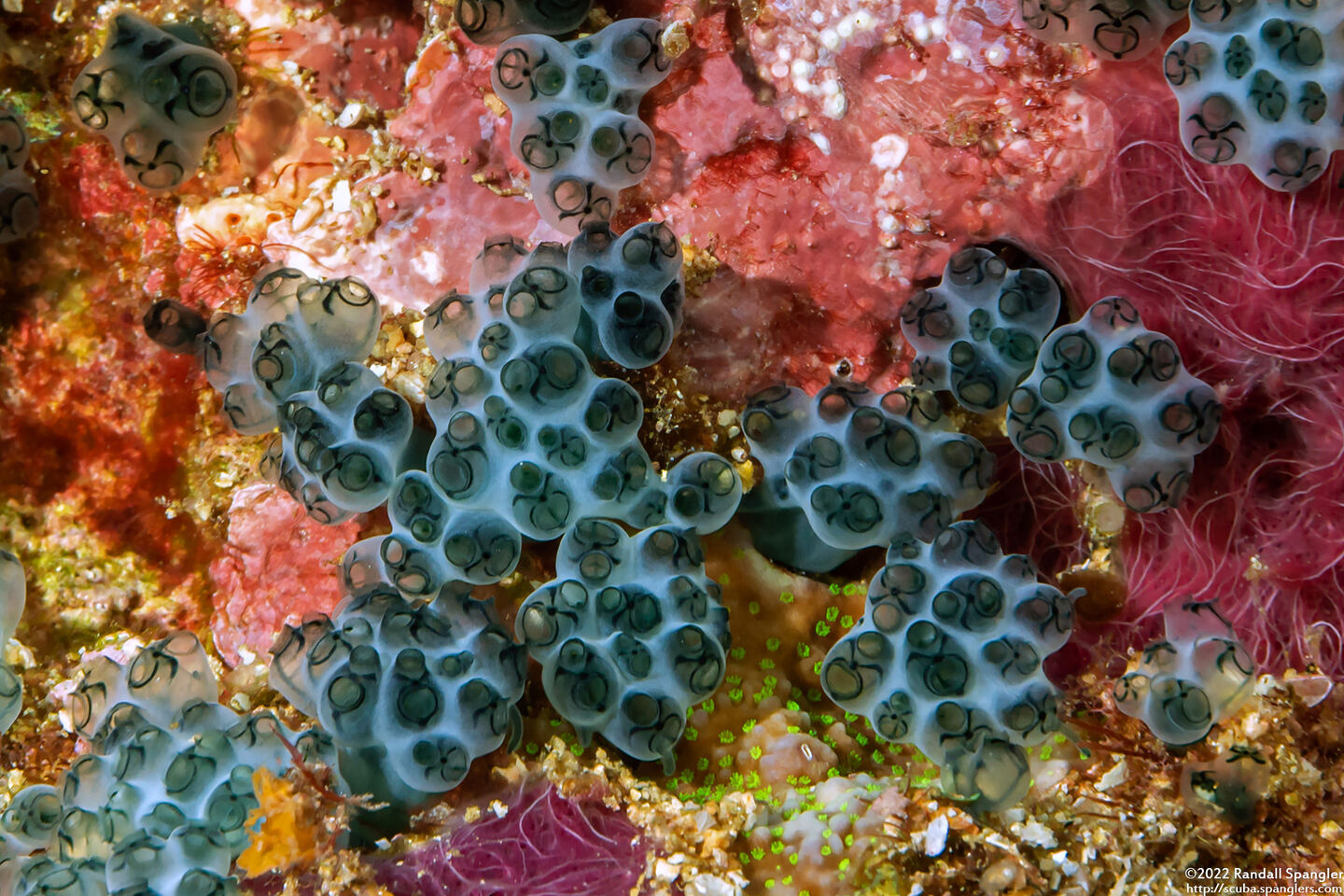 Sigillina signifera (Sigillina Signifera)