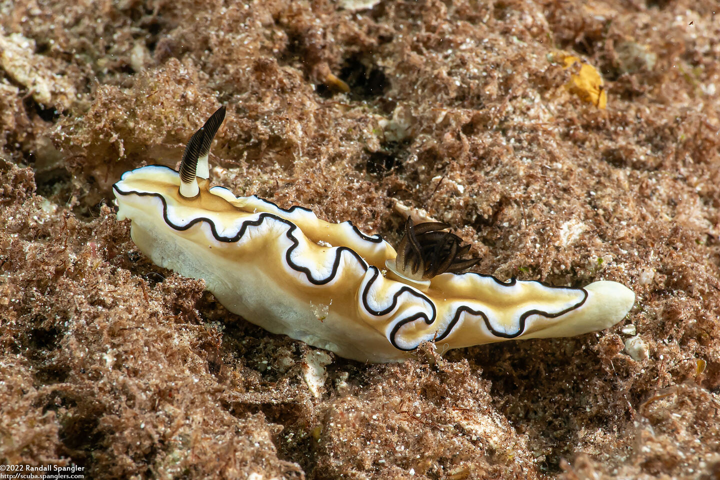 Doriprismatica atromarginata (Dark Margin Glossodoris)
