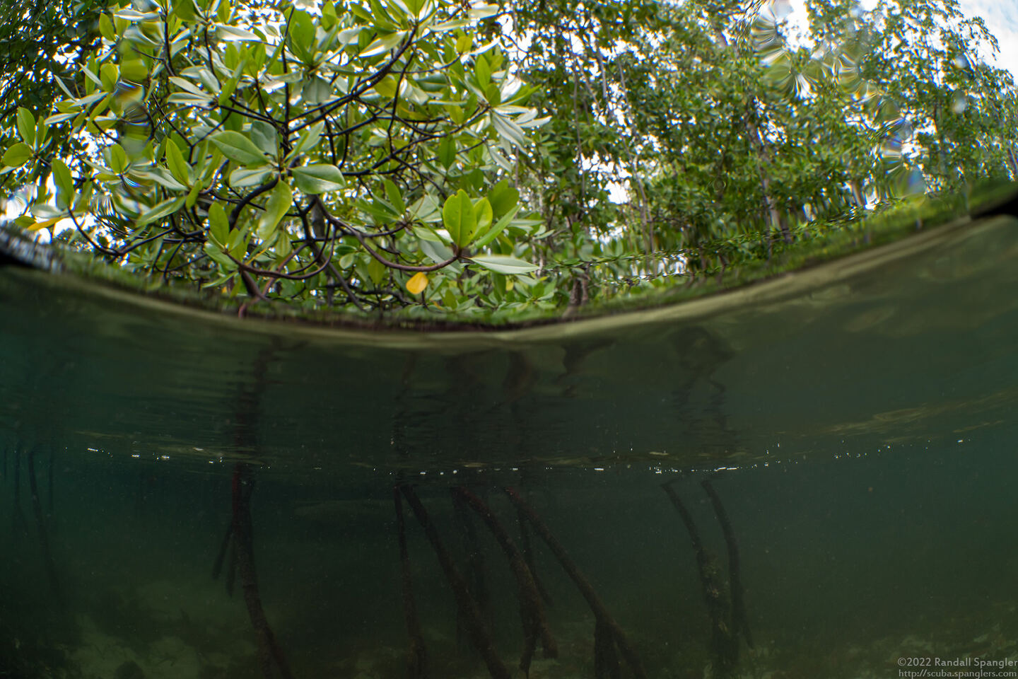 Rhizophora sp.1 (Mangrove)