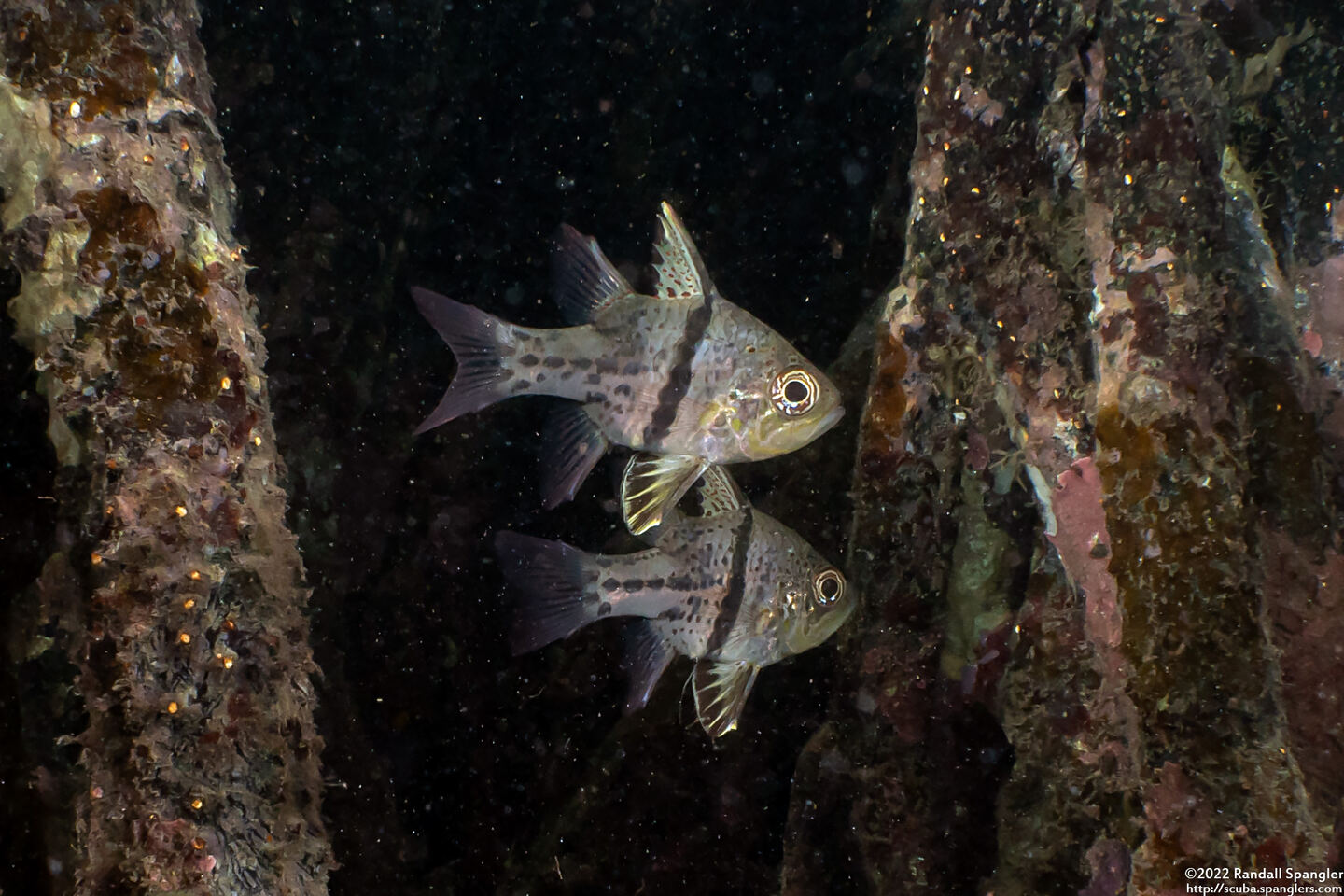 Sphaeramia orbicularis (Orbicular Cardinalfish)