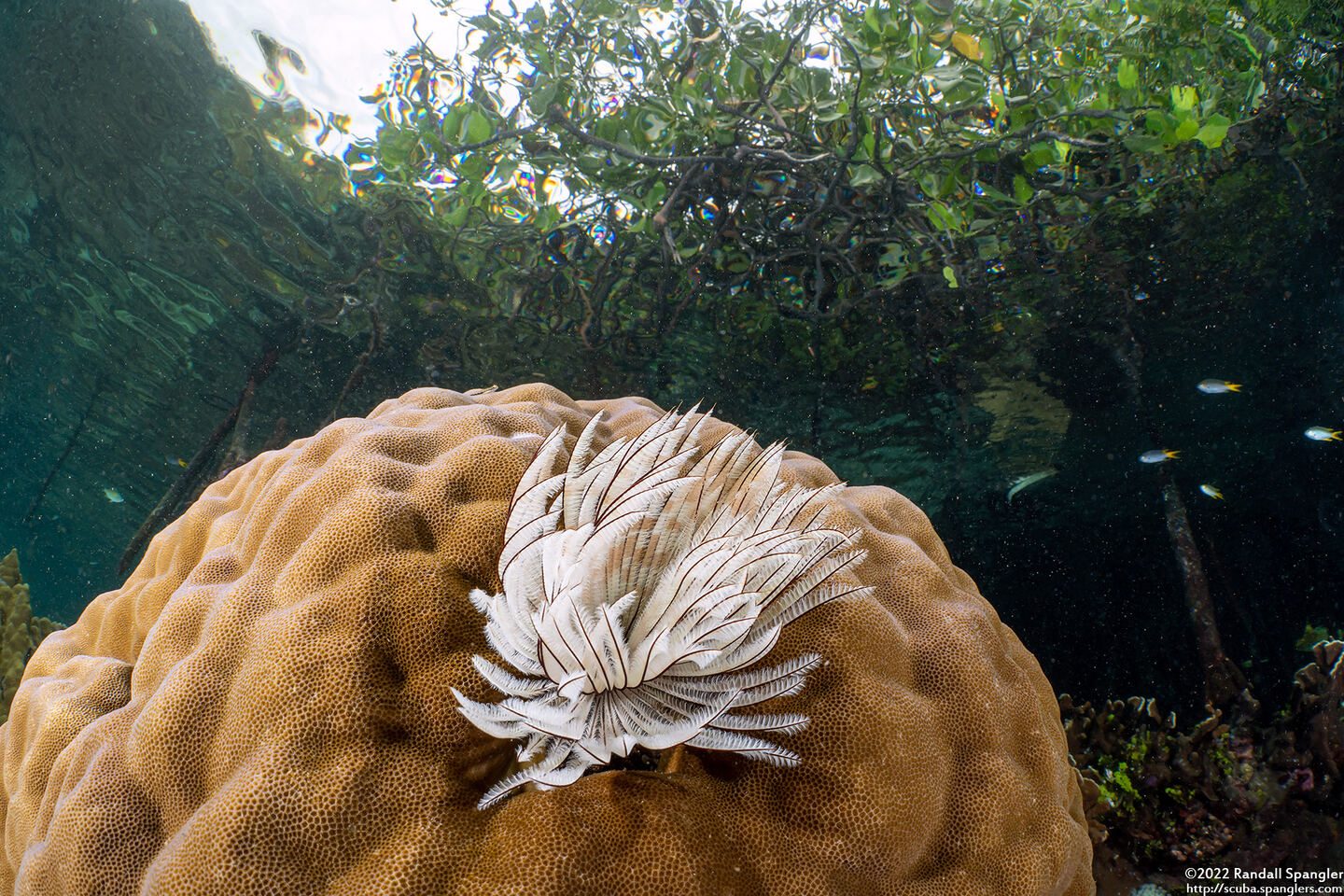 Sabellastarte sp.1 (Feather Duster Worm)