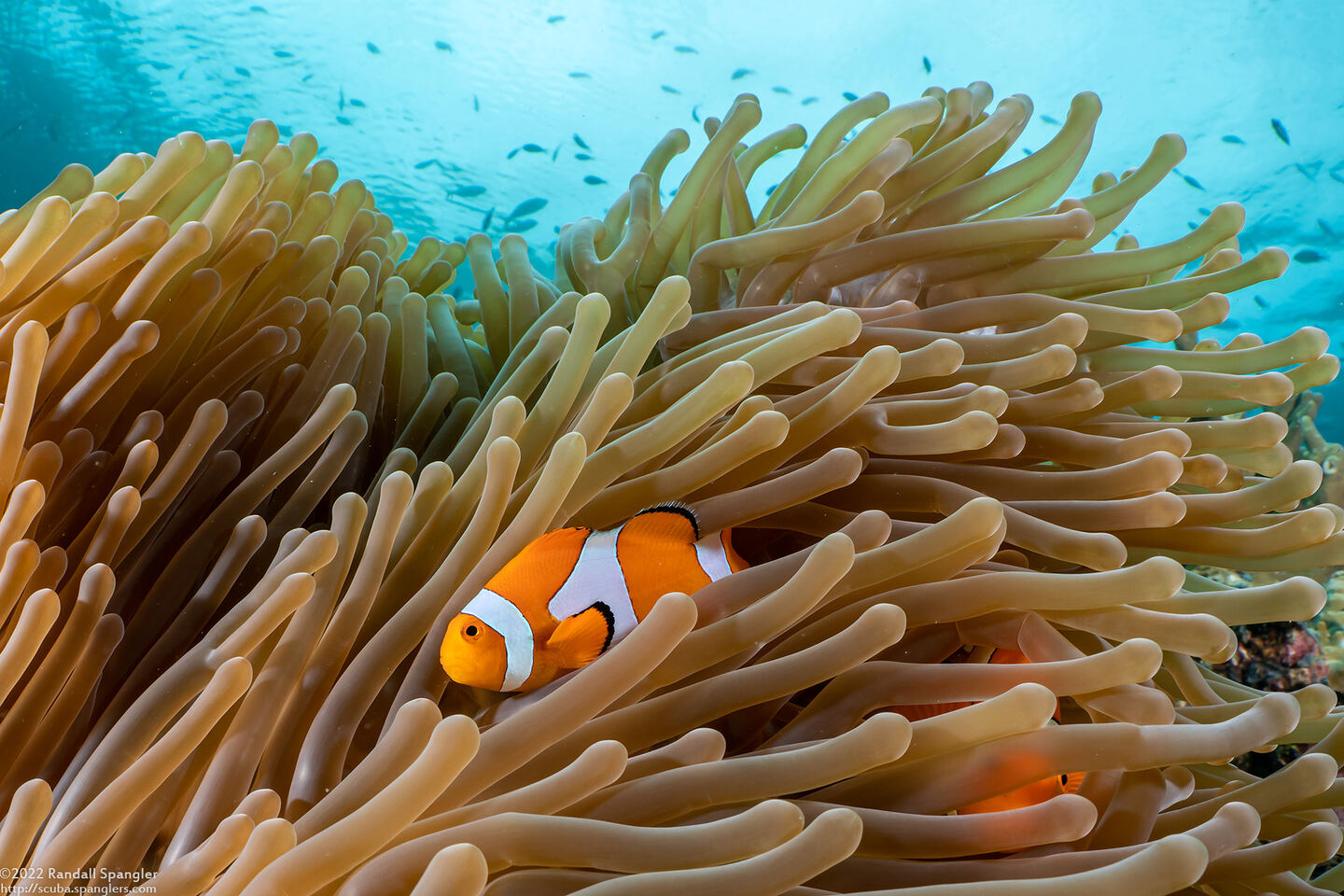 Amphiprion percula (Clown Anemonefish)