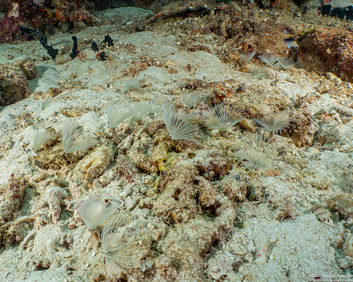 Sabellidae sp.2 (Sabellidae sp.2)