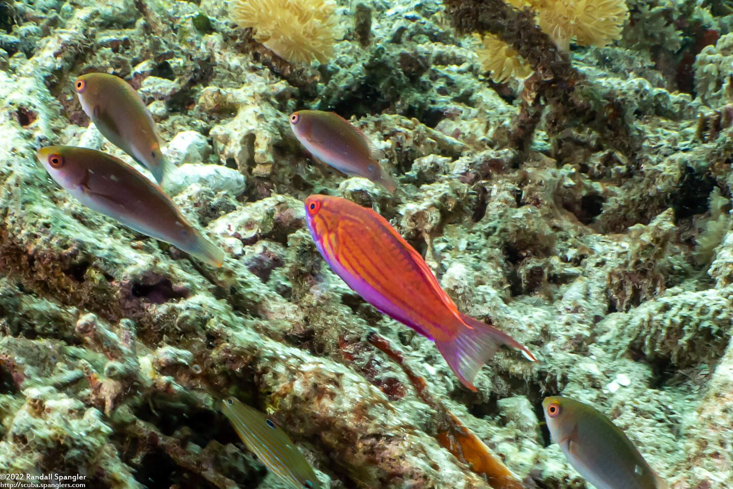 Paracheilinus paineorum (Paine's Flasher Wrasse)