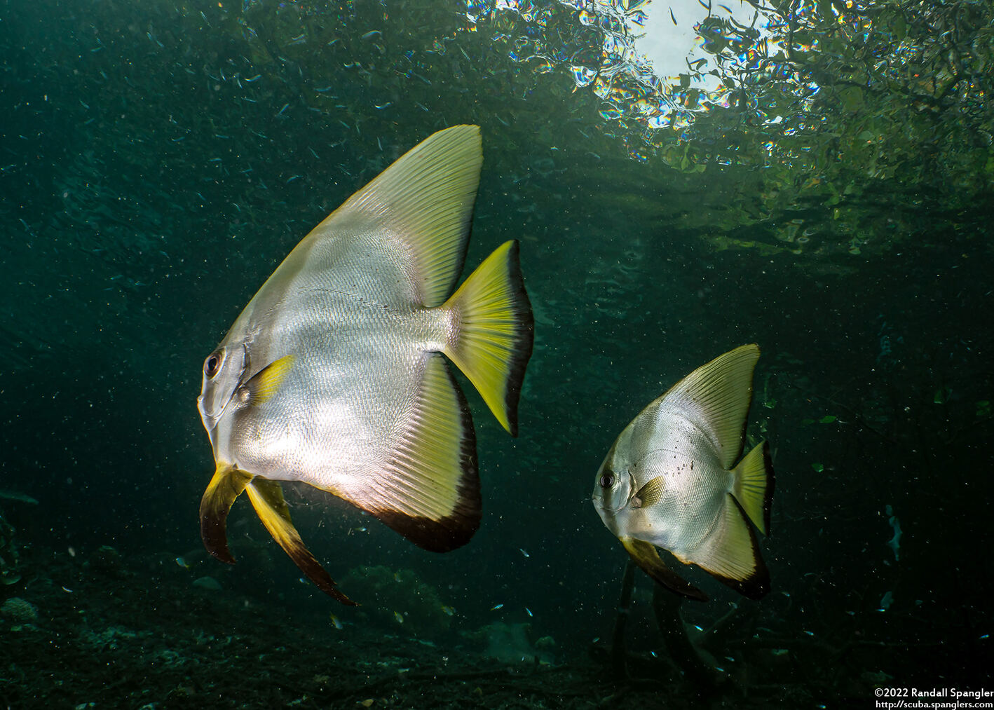 Platax teira (Longfin Spadefish)