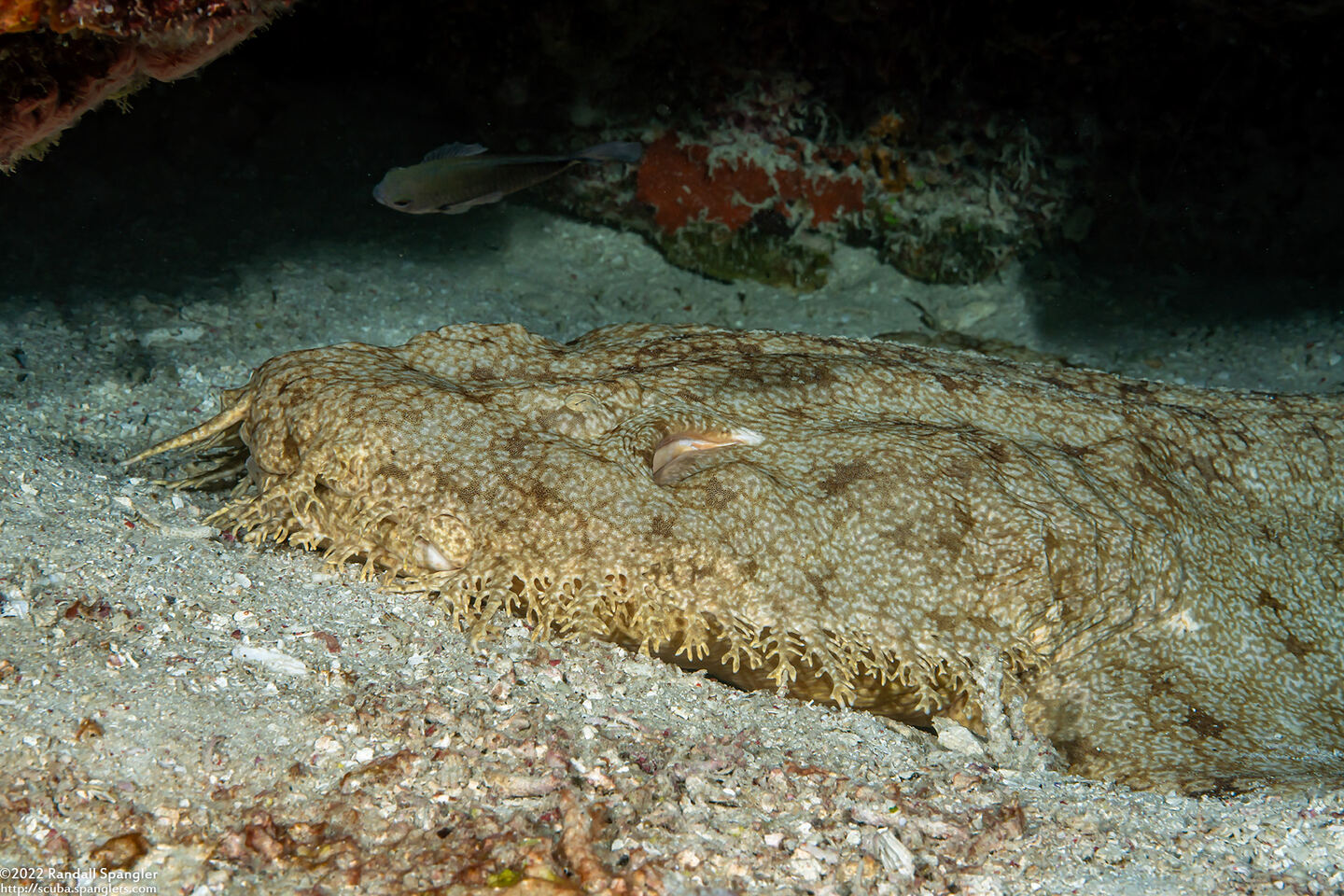 Eucrossorhinus dasypogon (Tasselled Wobbegong)