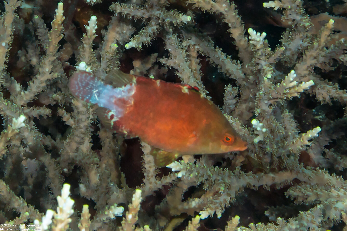 Cheilinus oxycephalus (Snooty Wrasse)
