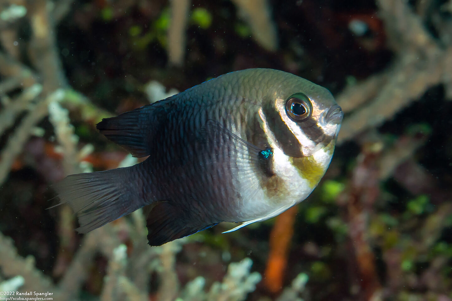 Neoglyphidodon thoracotaeniatus (Barhead Damsel)